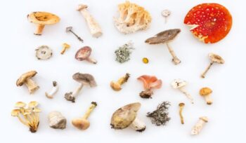 Various types of mushroom on the table