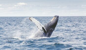 Whale jumping