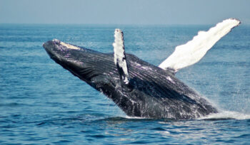 Whale jumping in the air