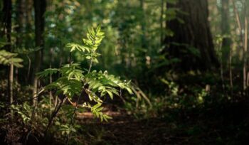 Young plant growing in forest