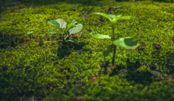 Young saplings|gift habeshaw EqHKd PbF unsplash