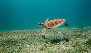 Sea turtle swimming