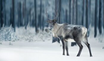 Caribou / Reindeer